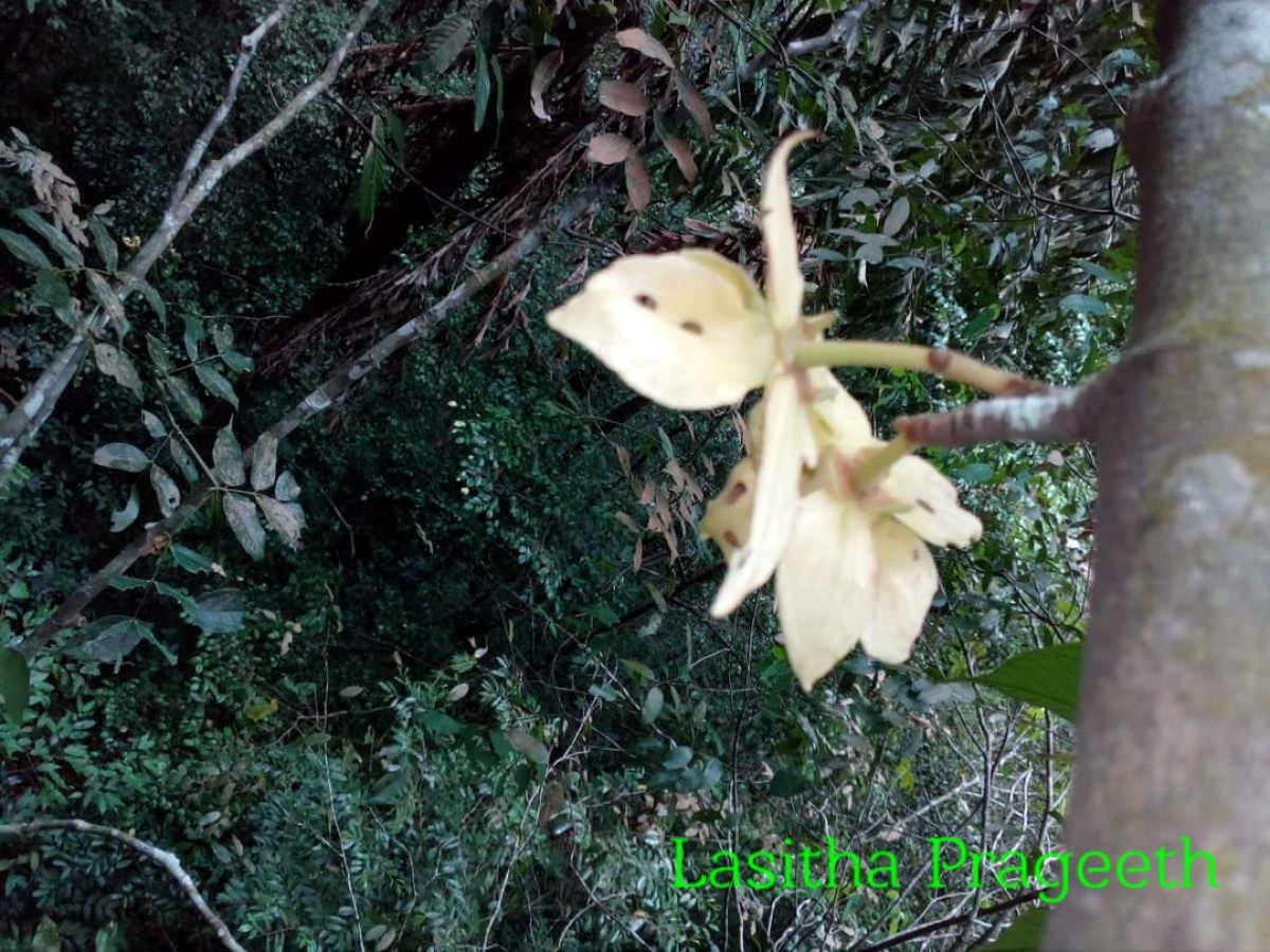 Monoon acuminatum (Thwaites) B.Xue & R.M.K.Saunders